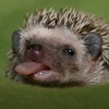 Taaly