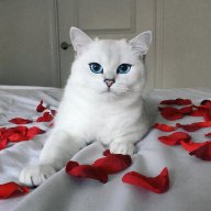Сонна